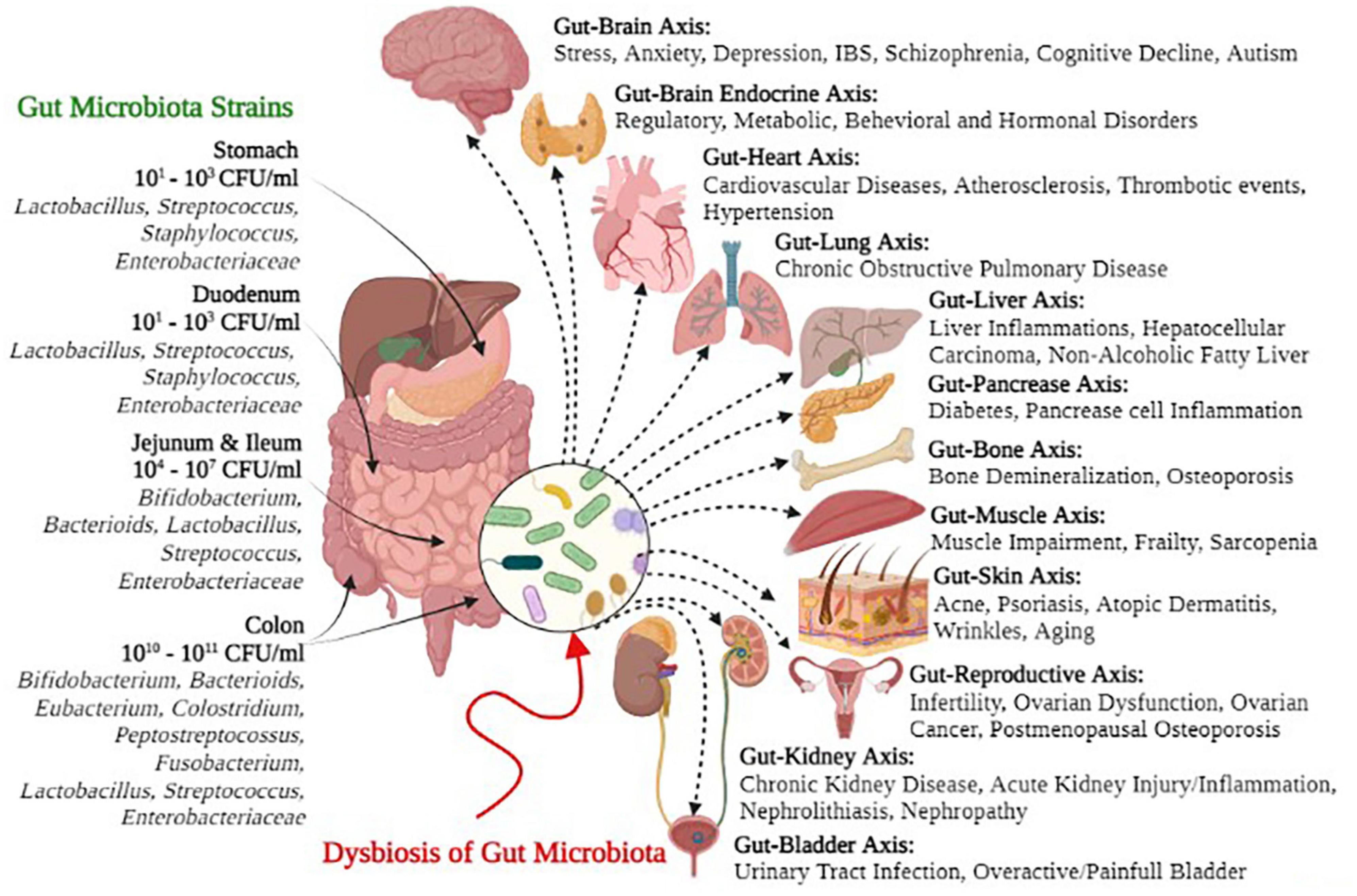 Understanding the Gut Microbiome and ⁣Its ⁢Role in Weight Management