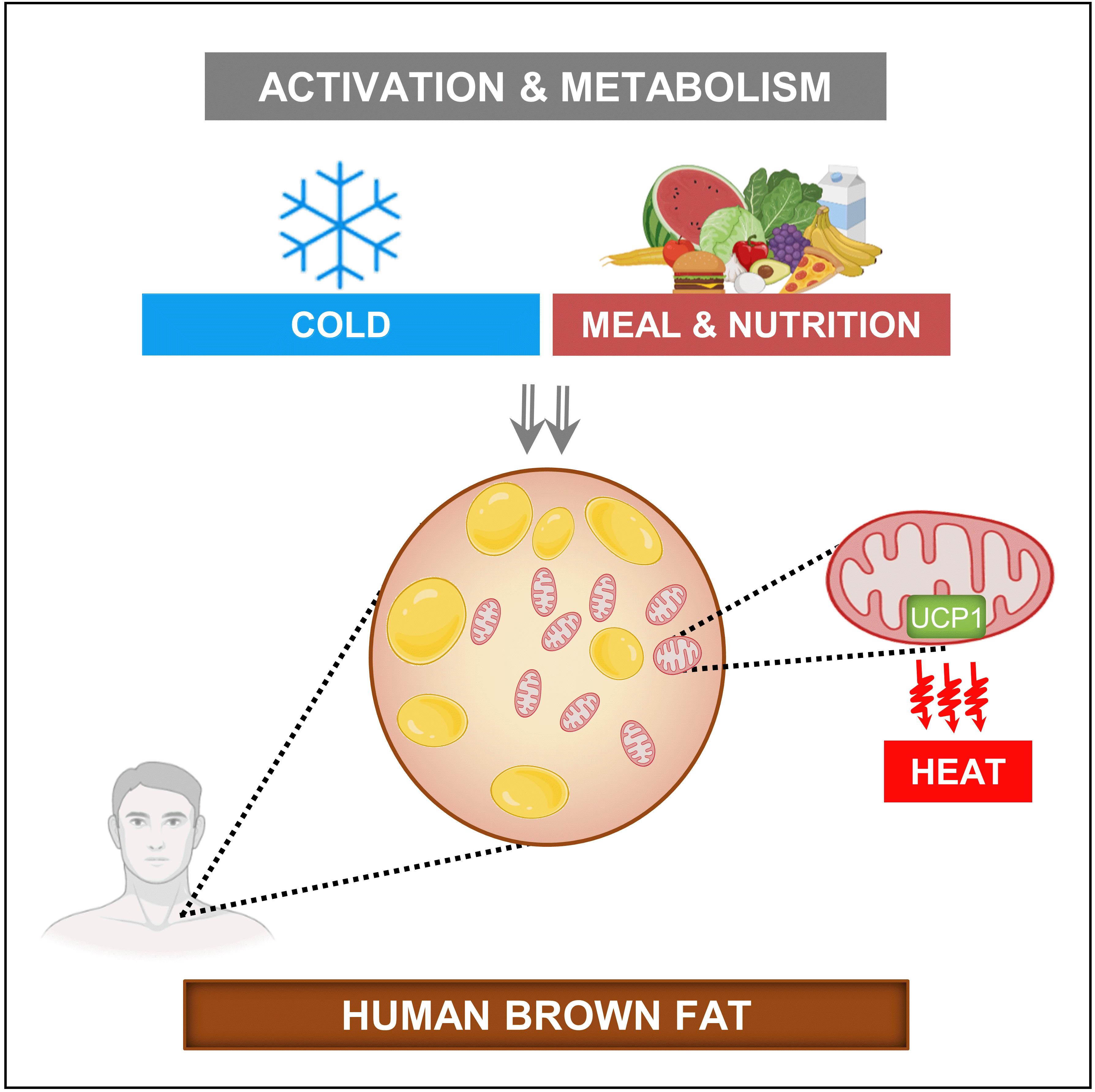 The⁤ Best Ways to​ Activate Brown Fat &⁤ burn More‌ Calories 🧊🔥
