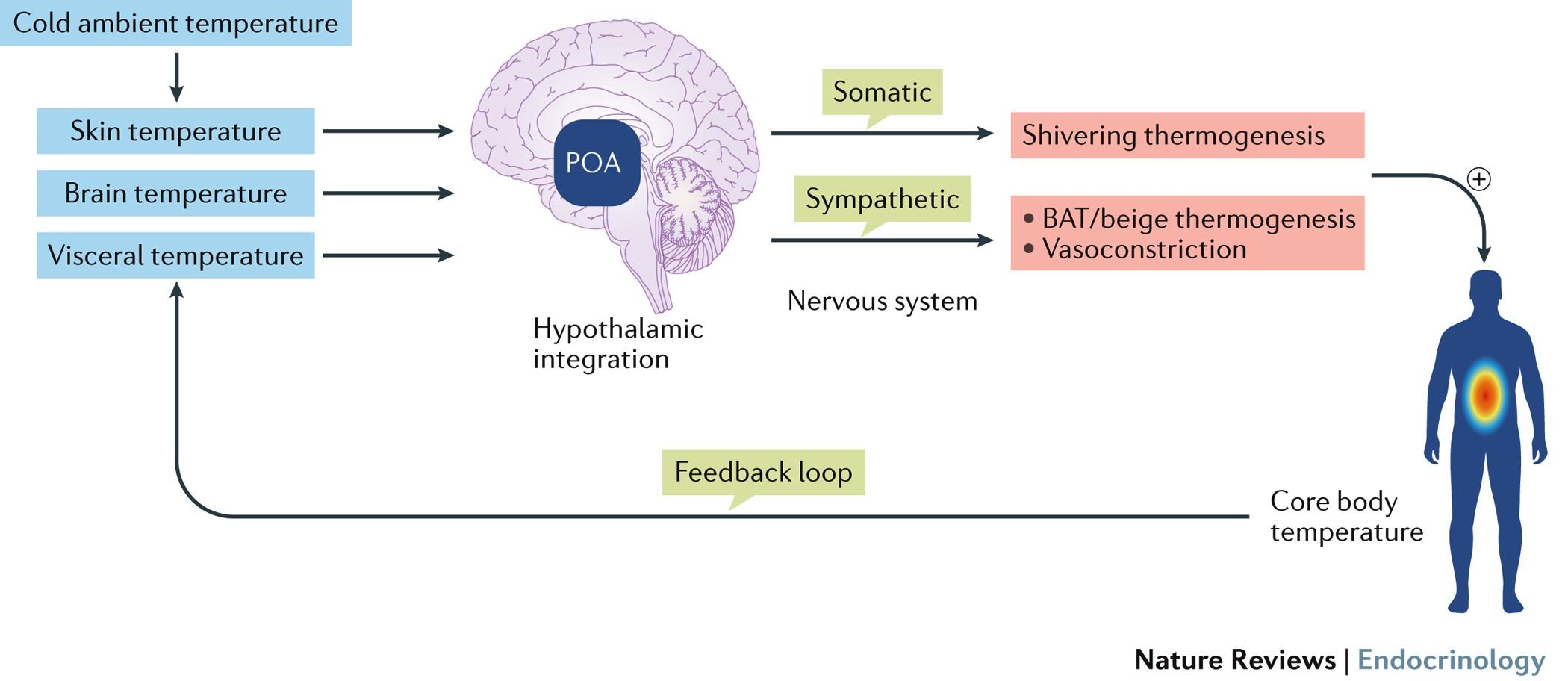 Unlocking the Role of Thermogenesis in Fat Burning