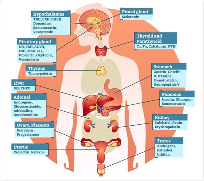 key Hormones Influencing ⁤Sleep Quality and How to ‍Balance‌ Them