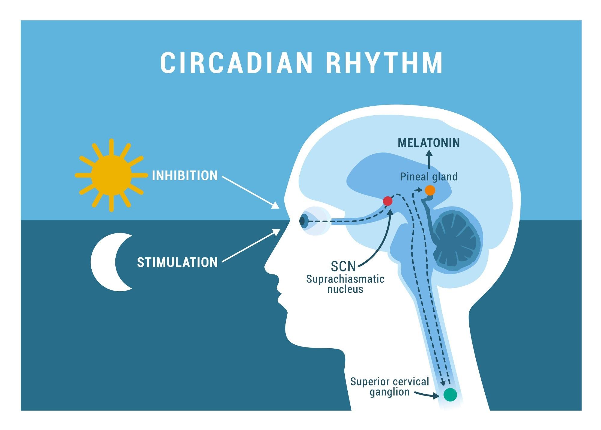 Understanding the​ Hormonal Sleep⁤ Cycle and It's Impact on⁣ Restful Slumber