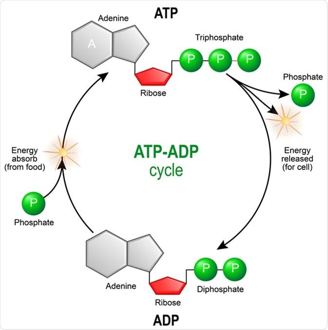 ❄️ Metabolism &⁢ Thermogenesis