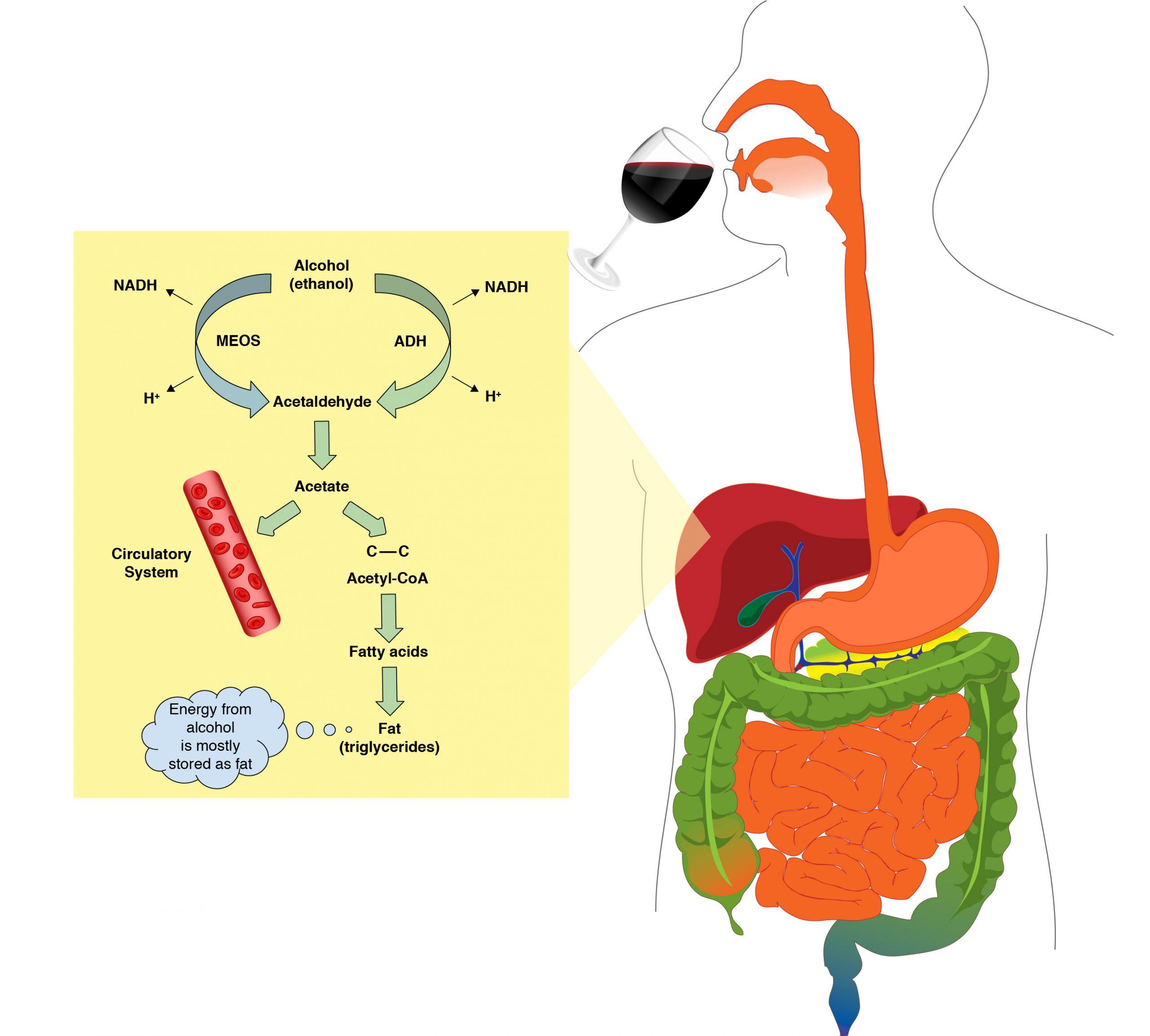 Understanding the Science Behind Alcohol Metabolism and Fat Oxidation