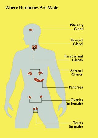Understanding the ‍Connection Between Hormones and Well-being