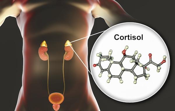 The Interplay Between⁢ Cortisol and ⁢Other Hormones in Stress Management