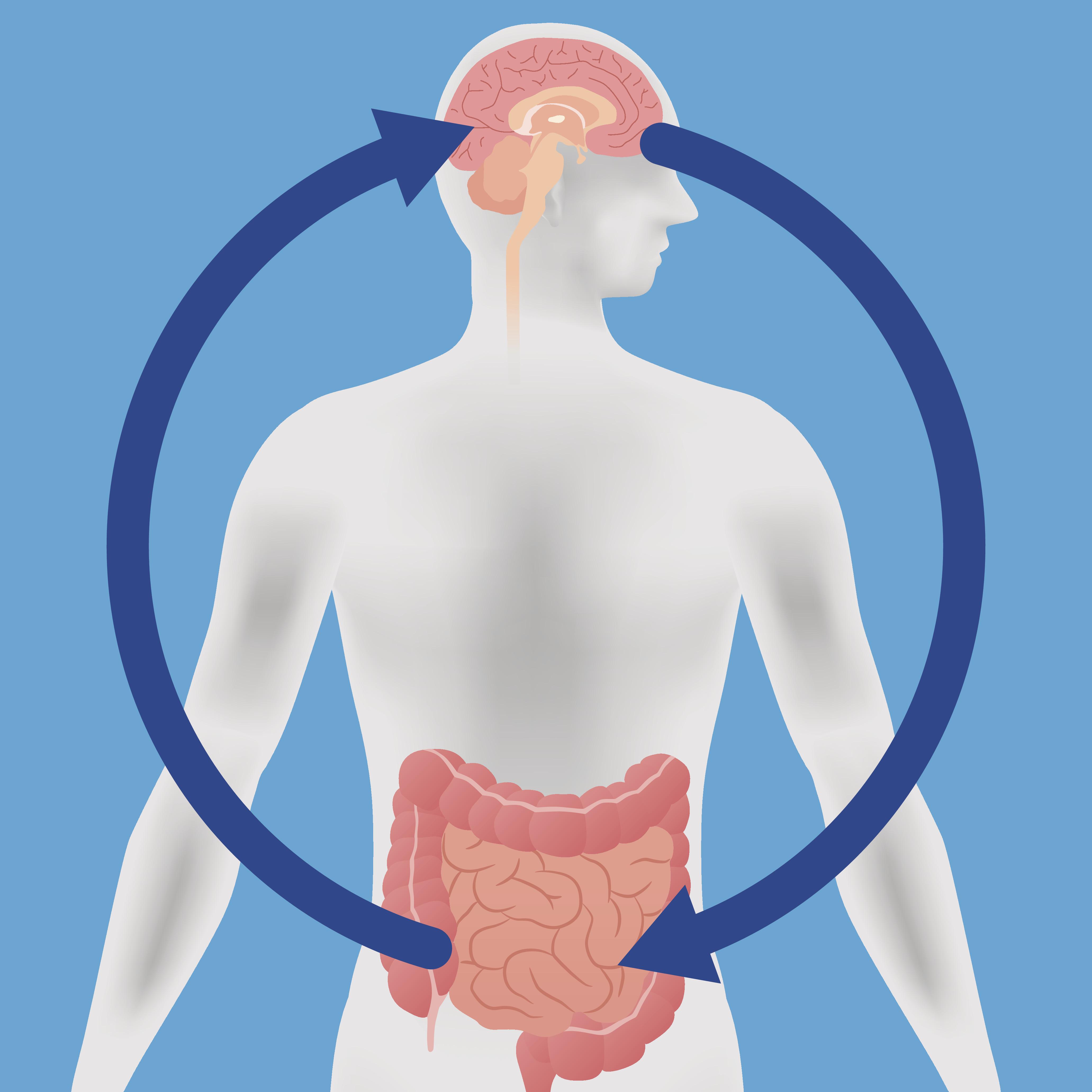 The Gut-Brain Connection: How⁢ Digestive Health Affects ‌Mental Wellbeing