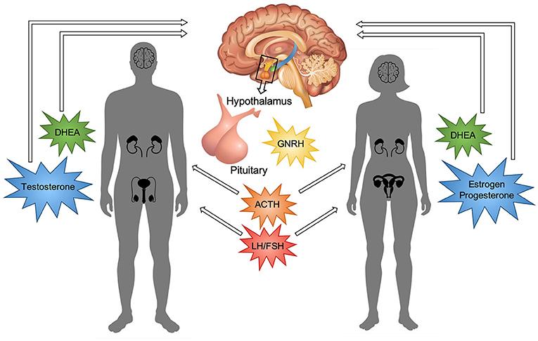 Understanding Hormonal Influences on Weight Management