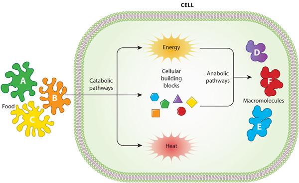 The Role of Metabolism in Effective Fat Loss Strategies