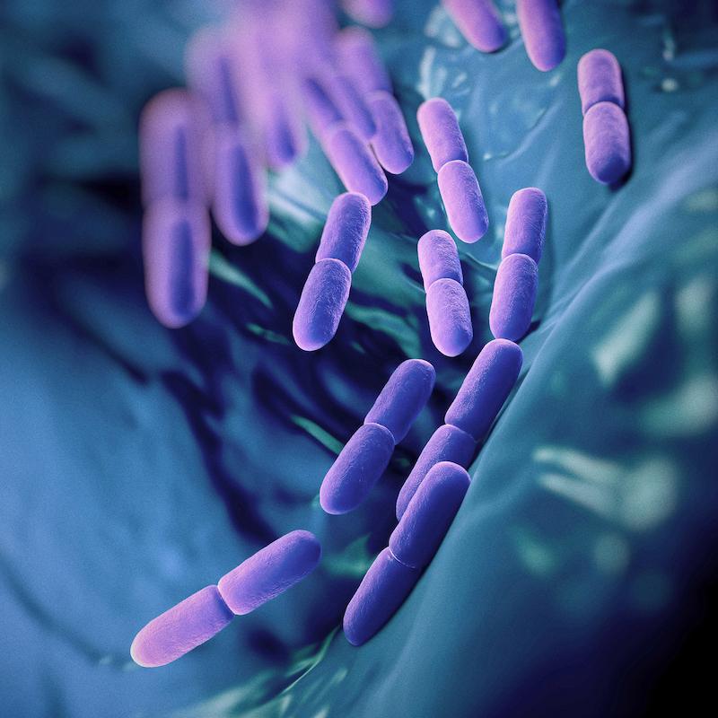 Rebuilding Your Microbial Community with Probiotics and Prebiotics