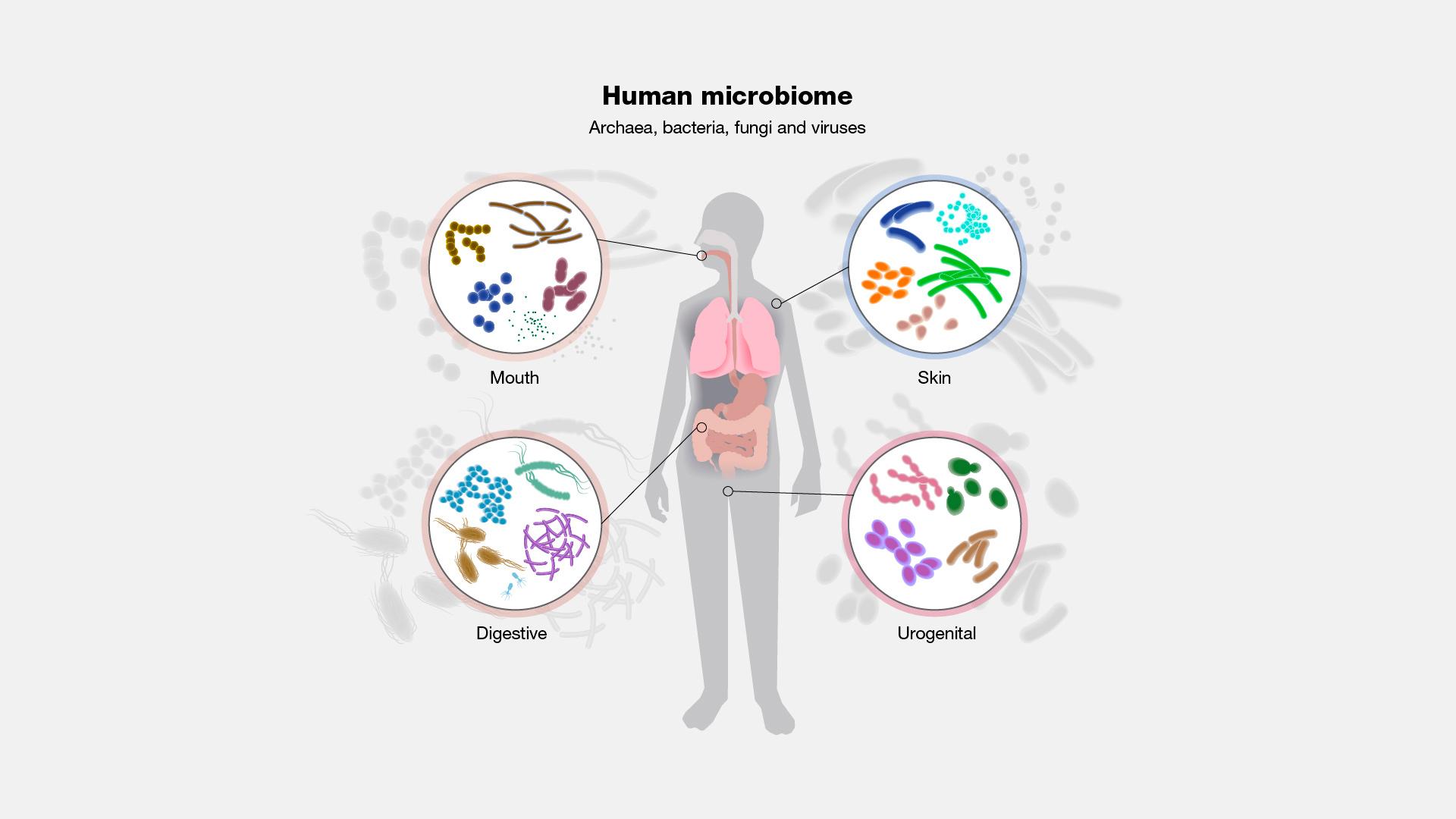 Understanding the Microbiome: The Body's ​Hidden Ecosystem