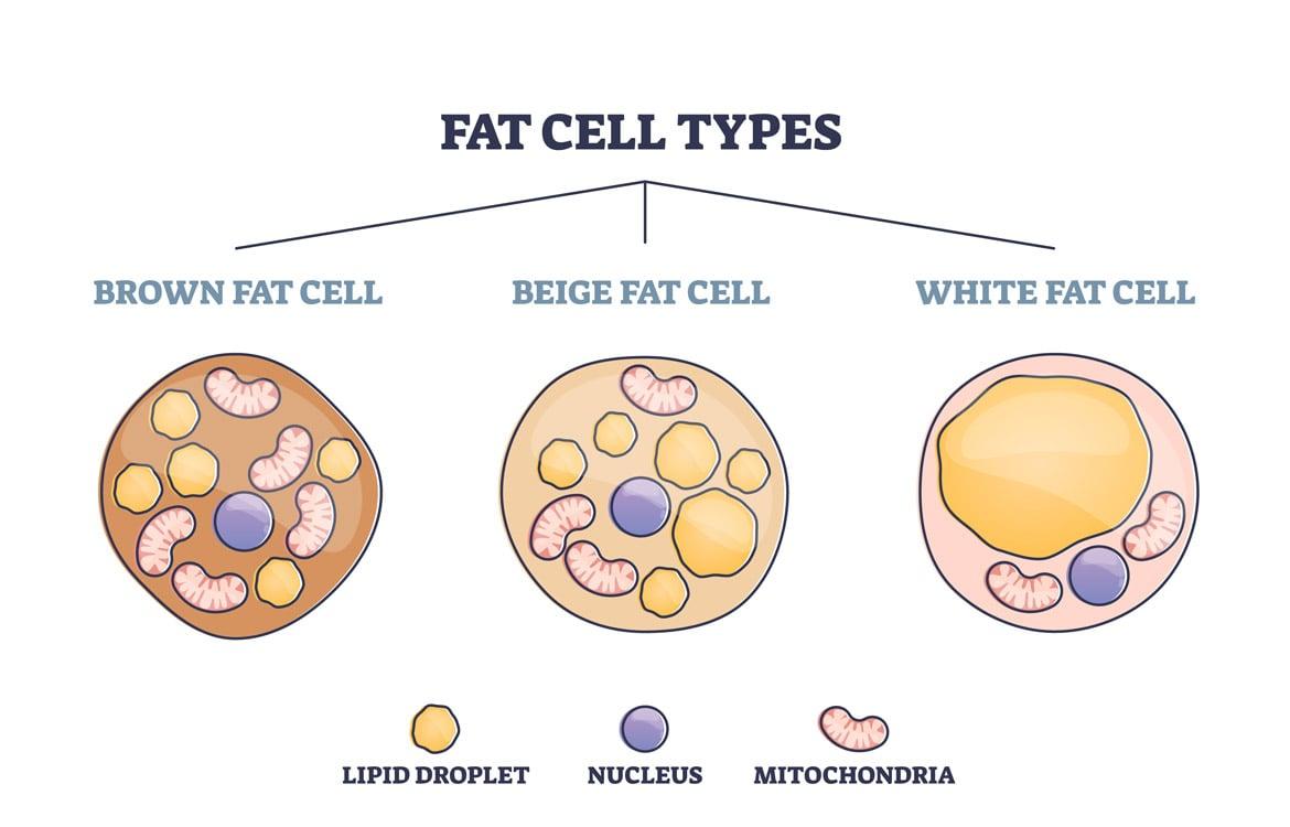 Unlocking the Power of ⁢Brown Fat for ​Enhanced Metabolism
