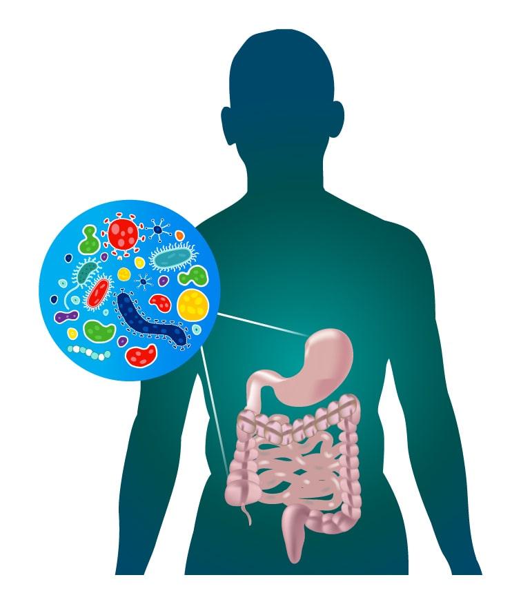 Exploring the Microbiome: ⁤Understanding It's Role in Your Health