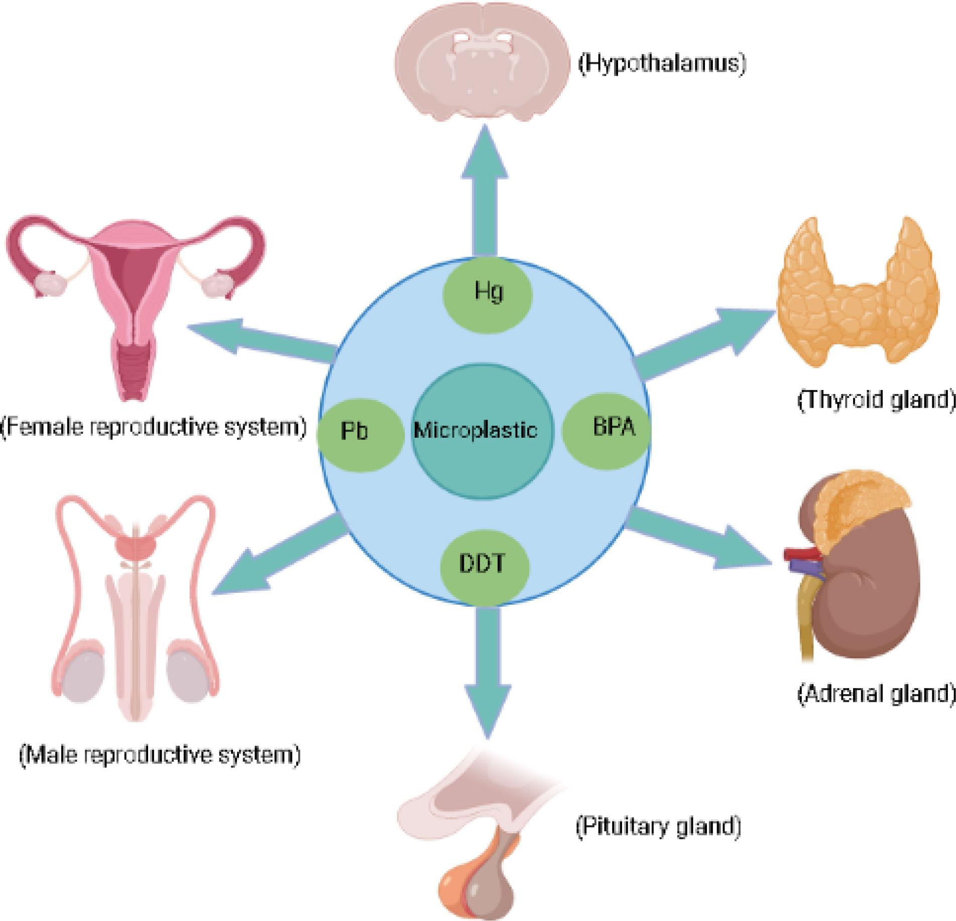 Common Sources of Hormonal Disruptors and Their Effects