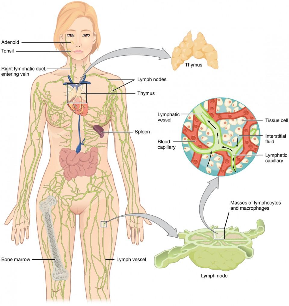 How the Lymphatic System Supports Detox Programs