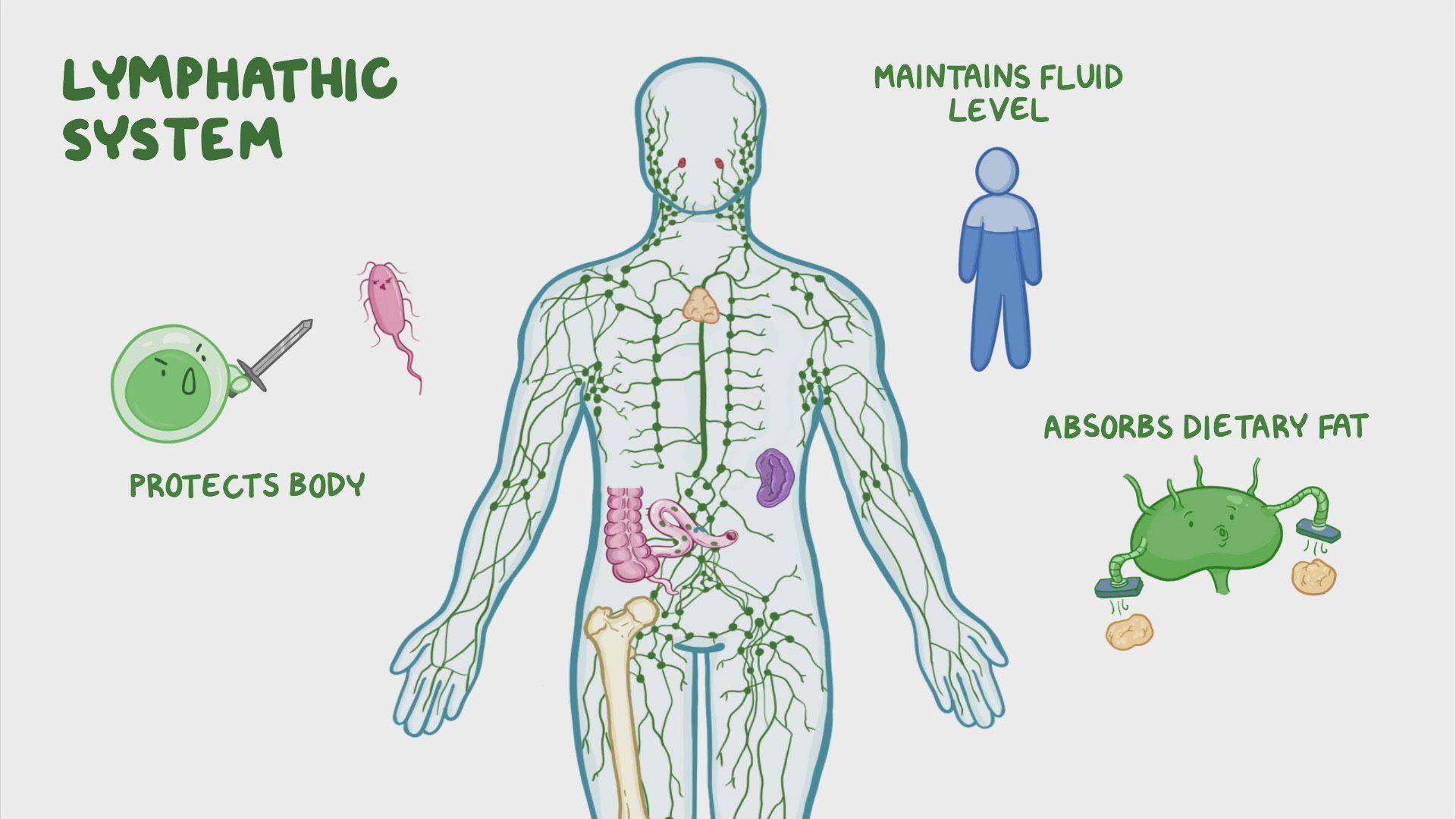 Unlocking the Lymphatic System's‌ Role in‌ Natural Detoxification