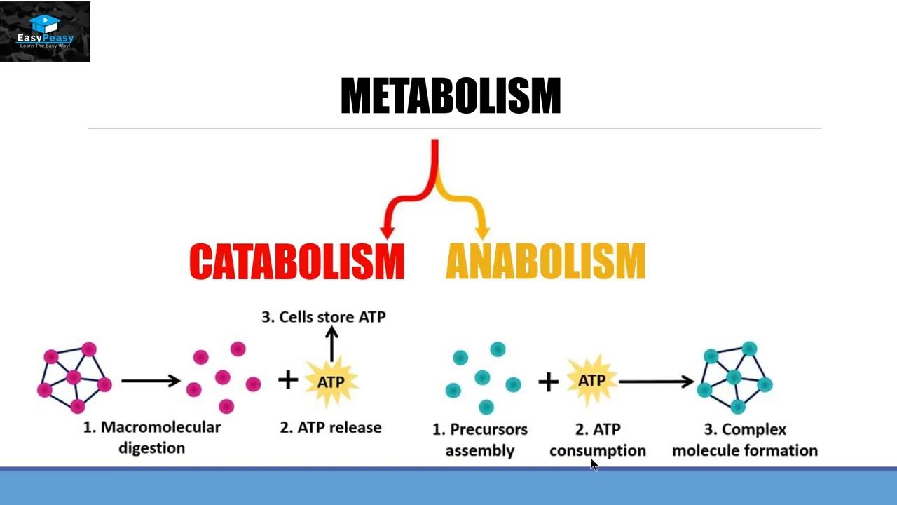 Understanding​ Metabolism: The Science ⁣Behind How Cardio Enhances Caloric Burn